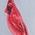 Color Swatch - Cardinal