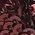 Color Swatch - Merlot