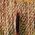 Color Swatch - Brown