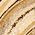 Color Swatch - Gold/Ivory