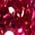 Color Swatch - Pink