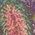 Color Swatch - Floral