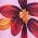 Color Swatch - Floral