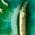 Color Swatch - Green