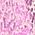 Color Swatch - Pink