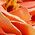 Color Swatch - Orange