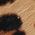 Color Swatch - Wild Leopard