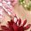 Color Swatch - Floral