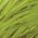 Color Swatch - Green