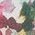 Color Swatch - Floral