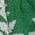 Color Swatch - Green