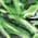 Color Swatch - Green