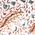Color Swatch - Pink