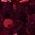 Color Swatch - Oxblood