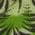 Color Swatch - Green