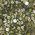 Color Swatch - Sage