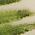 Color Swatch - Green