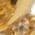 Color Swatch - Gold
