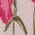 Color Swatch - Floral