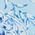 Color Swatch - Blue