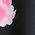 Color Swatch - Black
