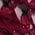 Color Swatch - Red