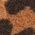 Color Swatch - Nuts Leo/Black
