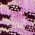 Color Swatch - Purple