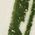 Color Swatch - Green