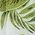Color Swatch - Green