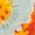 Color Swatch - Floral