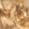 Color Swatch - Gold