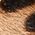 Color Swatch - Animal