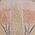 Color Swatch - Tan
