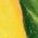 Color Swatch - Yellow