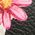Color Swatch - Floral