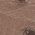 Color Swatch - Tan