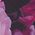 Color Swatch - Violet Roses