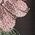 Color Swatch - Floral