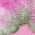 Color Swatch - Pink