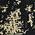 Color Swatch - Black/Gold