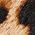 Color Swatch - Animal