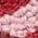 Color Swatch - Pink Multi
