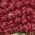 Color Swatch - Multi