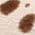 Color Swatch - Brown