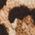 Color Swatch - Animal