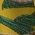 Color Swatch - Green