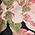 Color Swatch - Floral