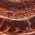 Color Swatch - Brown