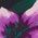Color Swatch - Floral